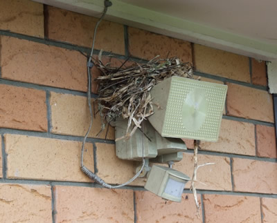 Thrush Nest